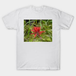 Wildflowers of Montana- Indian Paintbrush T-Shirt